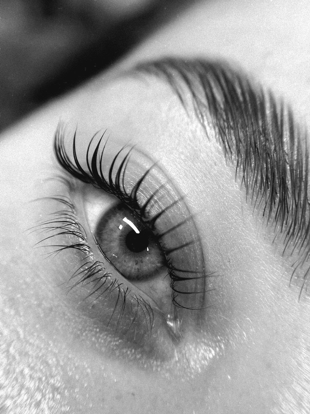 Black and white close-up of an eye, with curled lashes and a groomed brow